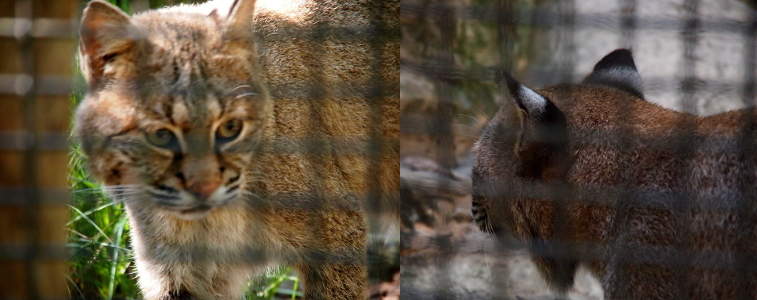 [Two images spliced together. The image on the left is the face and upper torso of the bobcat. It's mostly light brown with some darker brown stripes around its nose, parallel to its whiskers, and up its forehead. It has long white whiskers and a few long white hairs sticking out from above its eyes. The image on the right is a view of the back of the cat's head as it walks away from the camera. The backs of the ears are mostly dark brown but have a noticeable swath of white across the middle of them.]